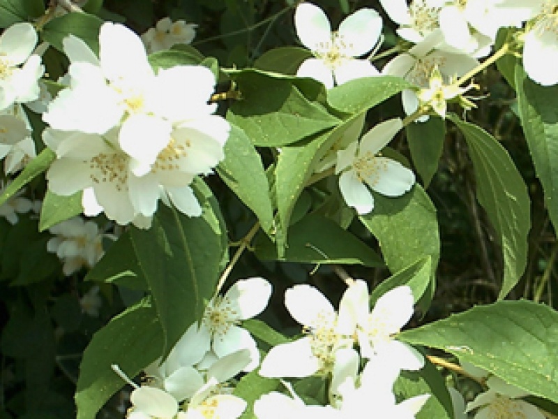 Fragrant mock-orange