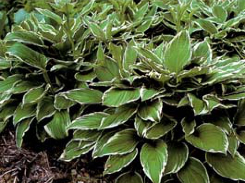 Хоста курчавая