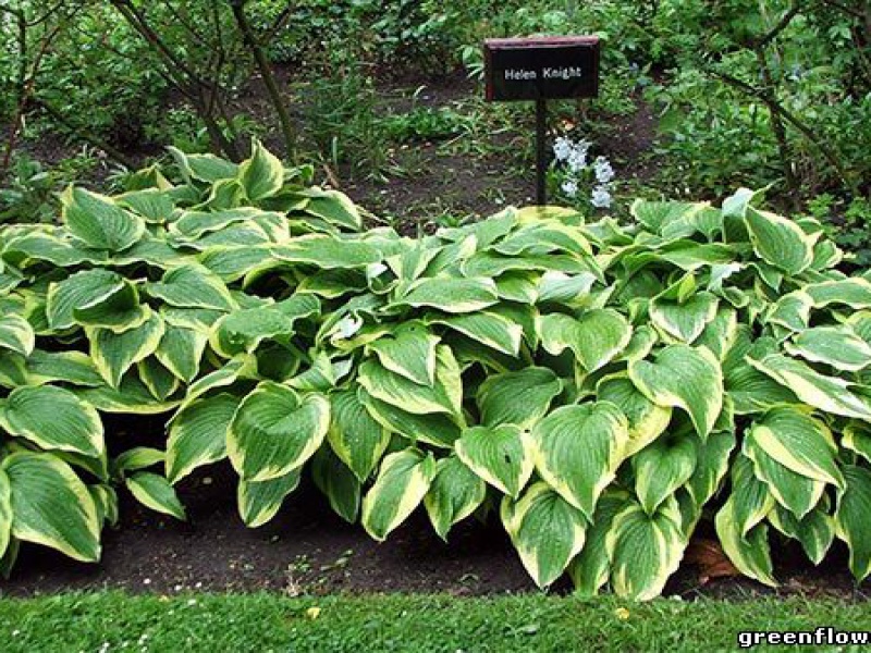 Хоста декоративная