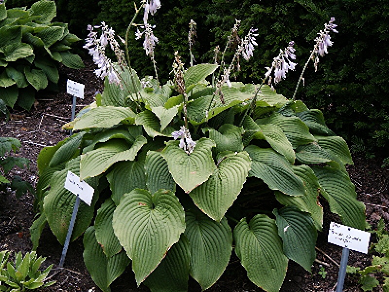 Хоста высокая