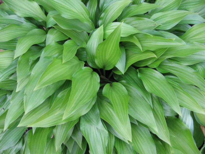 Хоста ланцетолистная