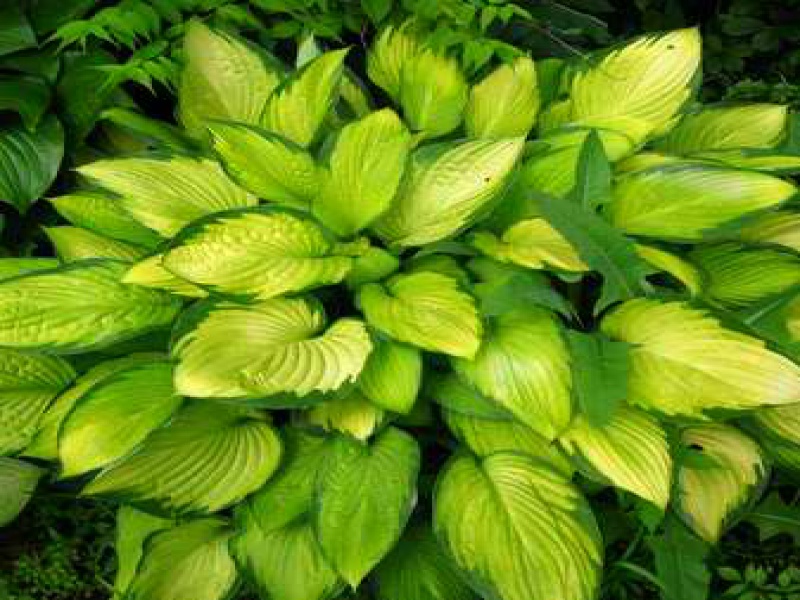 Хоста малая