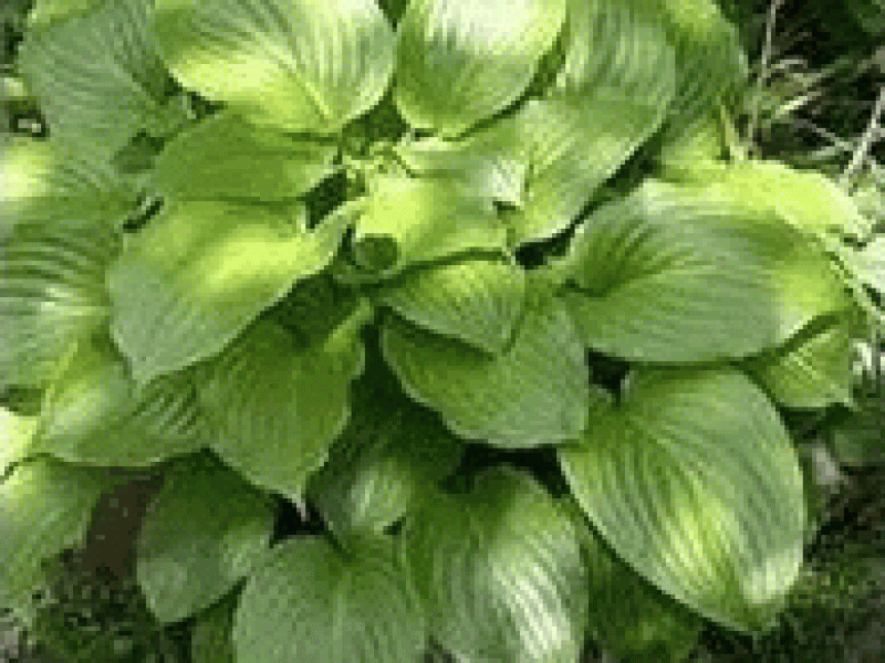 Хоста яйцевидная