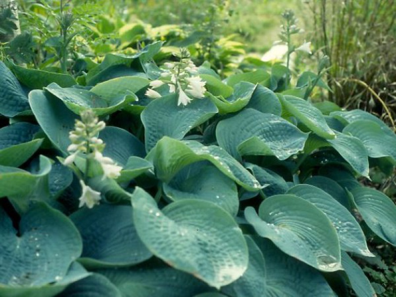 Хоста подорожниковая