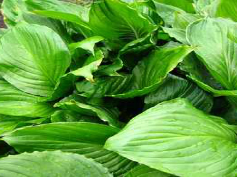 Хоста прямолистная