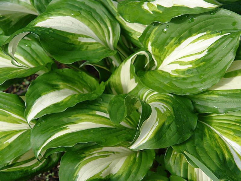 Хоста волнистая