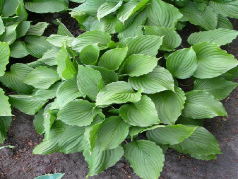 Хоста вздутая
