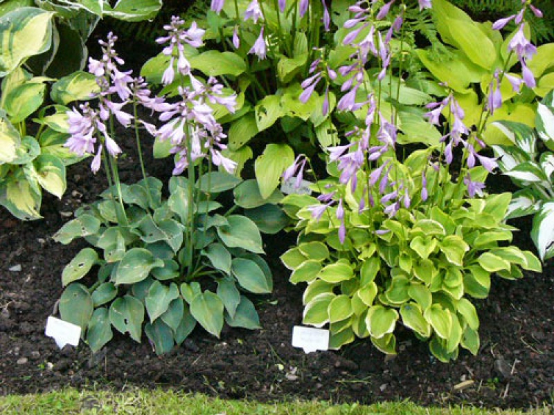 Хоста красивая