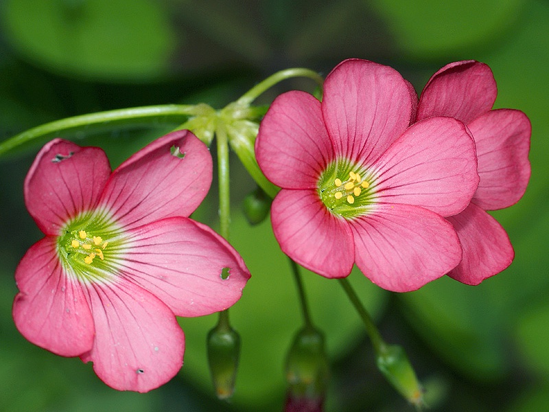 Кислица Деппе