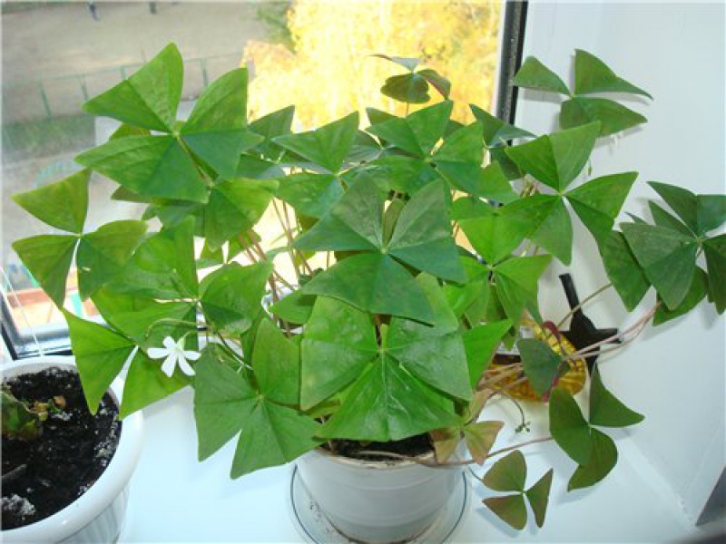 Кислица треугольная