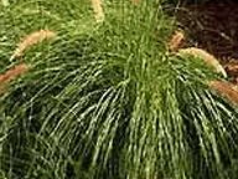 Пеннисетум лисохвостовый