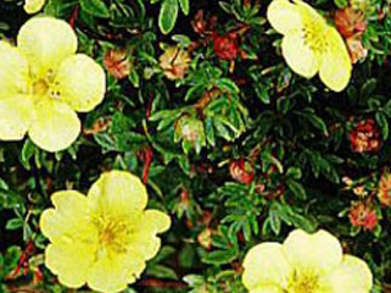 Low cinquefoil