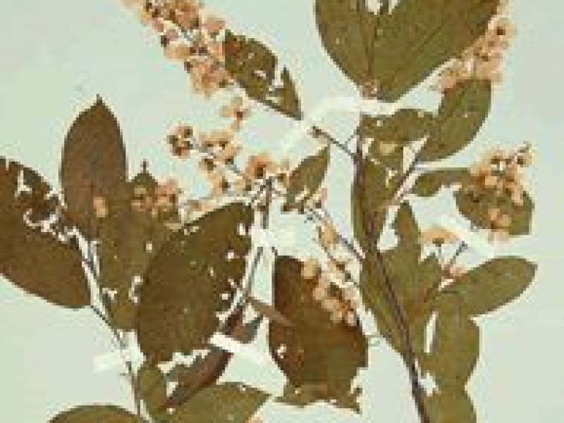 Черемуха азиатская