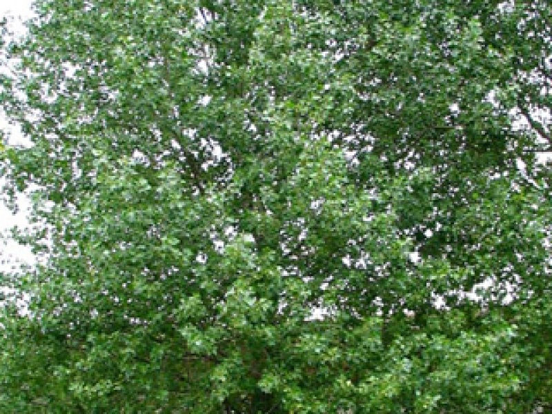 Тополь древесный канадский