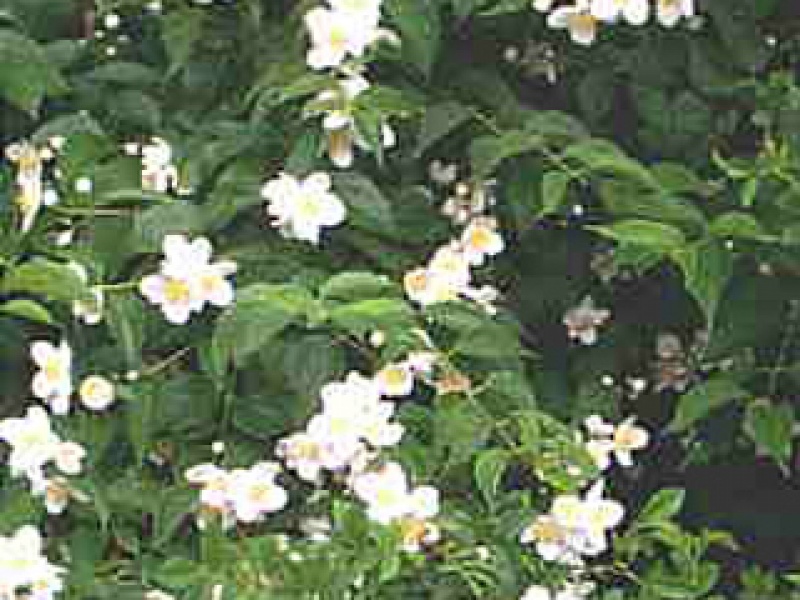 Large-flowered mock-orange