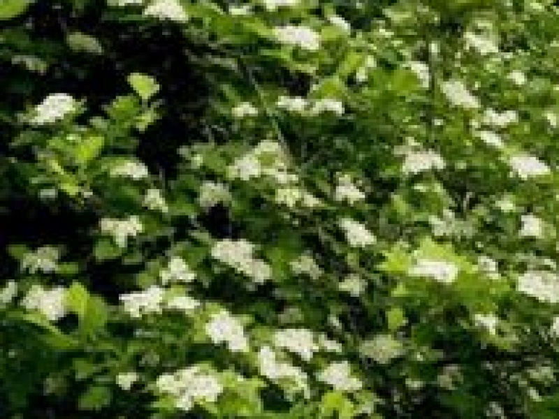 Черемуха Максимовича