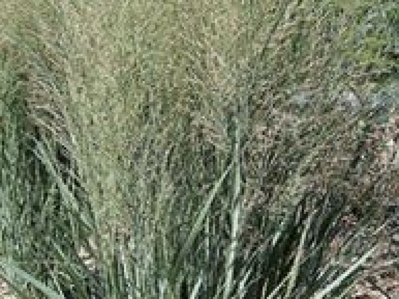 Просо прутьевидное