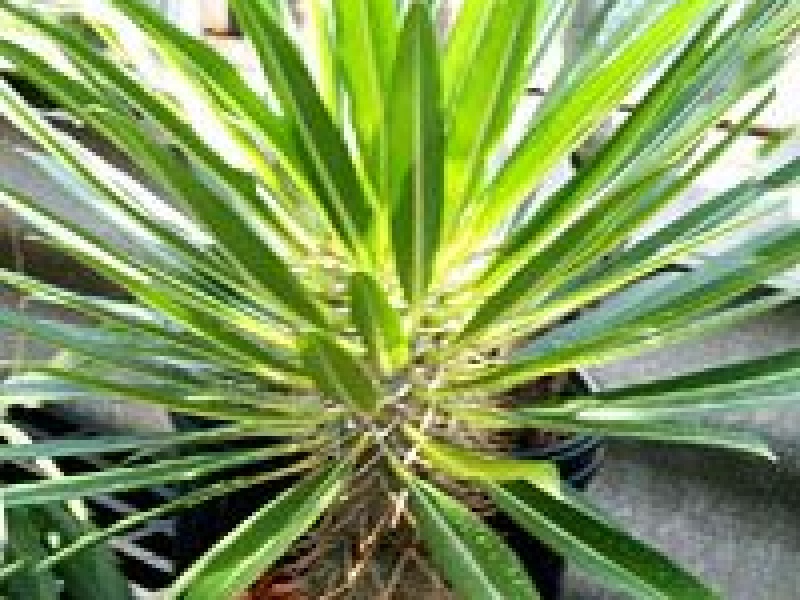 Пахиподиум