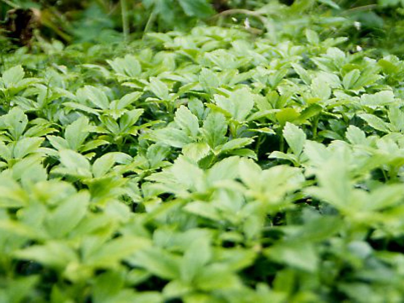 Пахисандра верхушечная