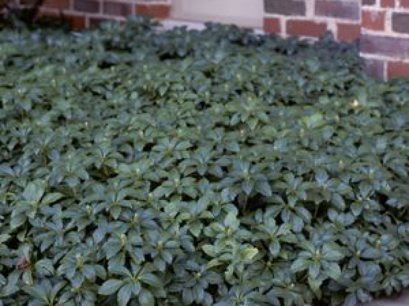 Пахисандра верхушечная «Грин Карпет»