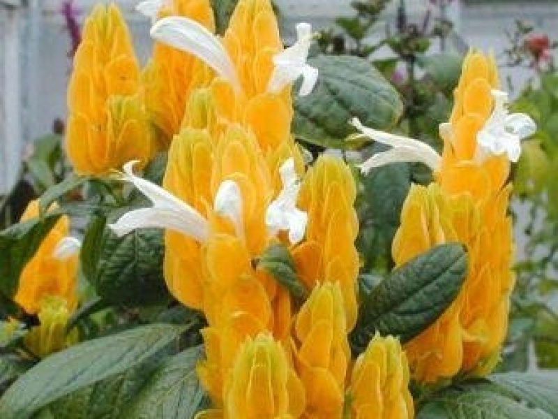 Пахистахис