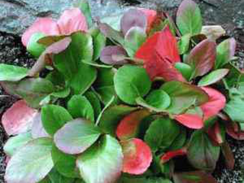 Бадан тихоокеанский