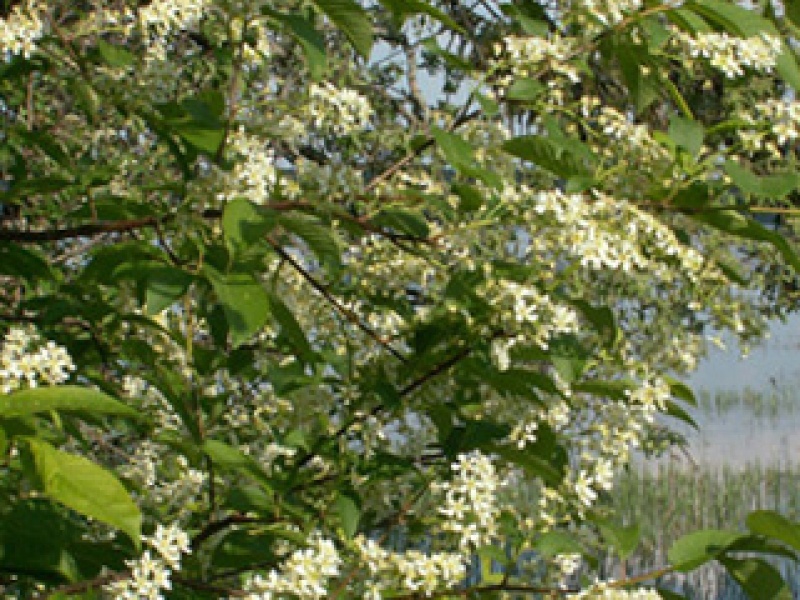 Bird cherry