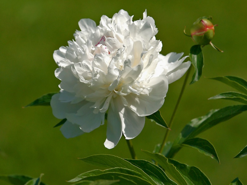 Peony