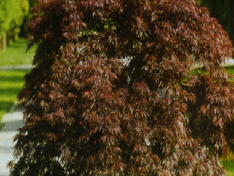 Palmate maple with leaves