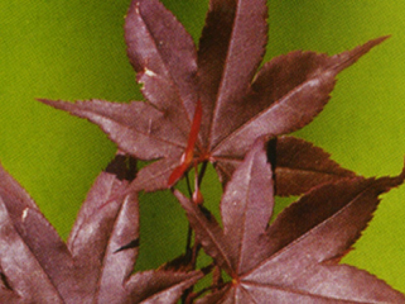Red palmate maple