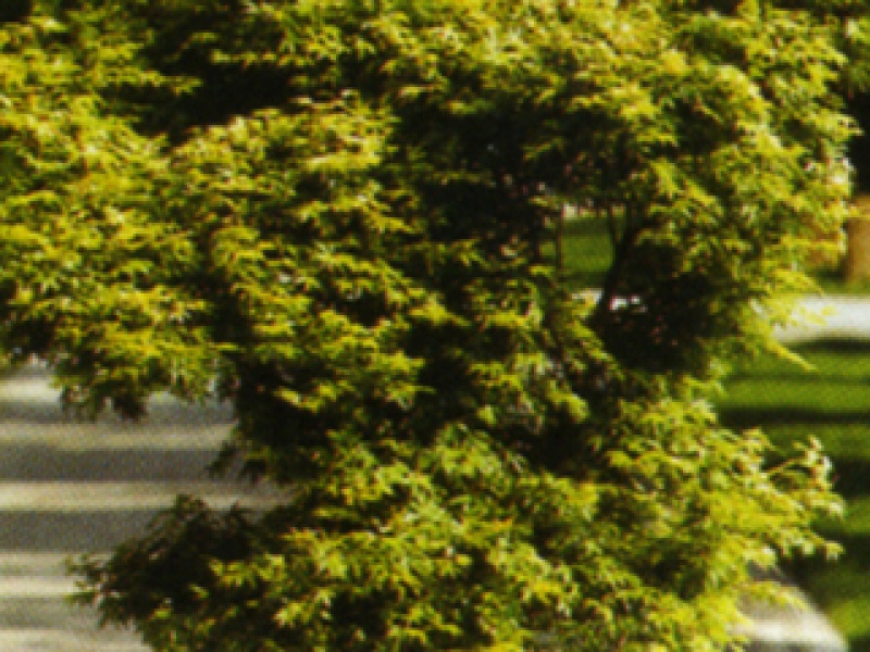 Yellow-leaved palmate maple