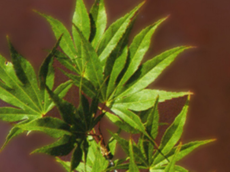 Japanese maple autumn-fiery-red