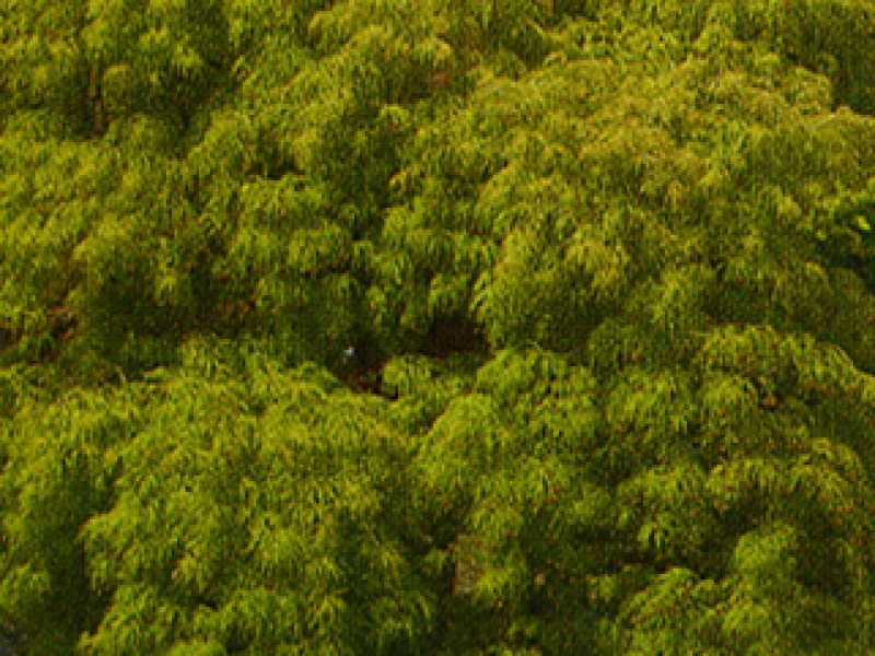 Green maple with dissected leaves