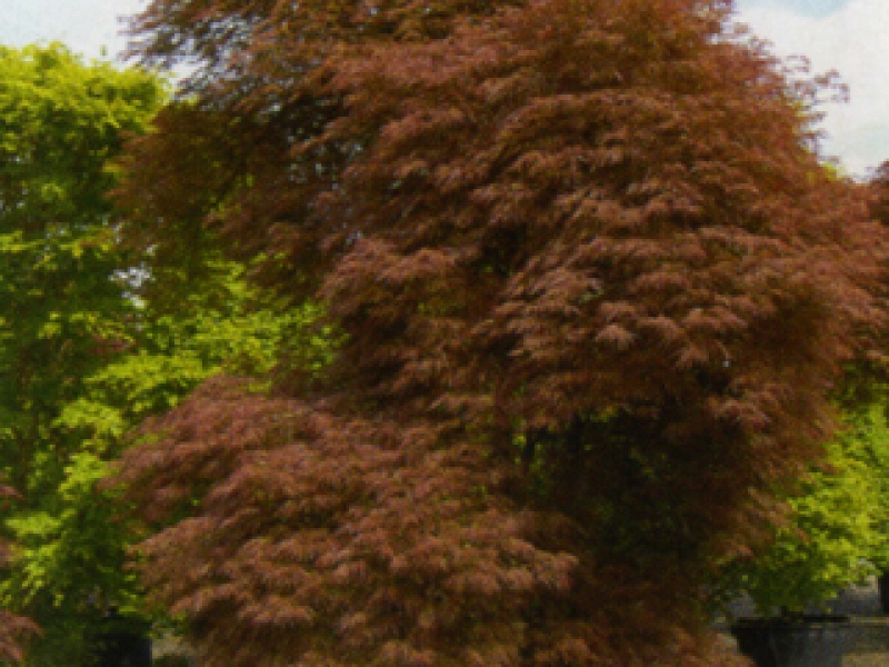 Red maple with dissected leaves