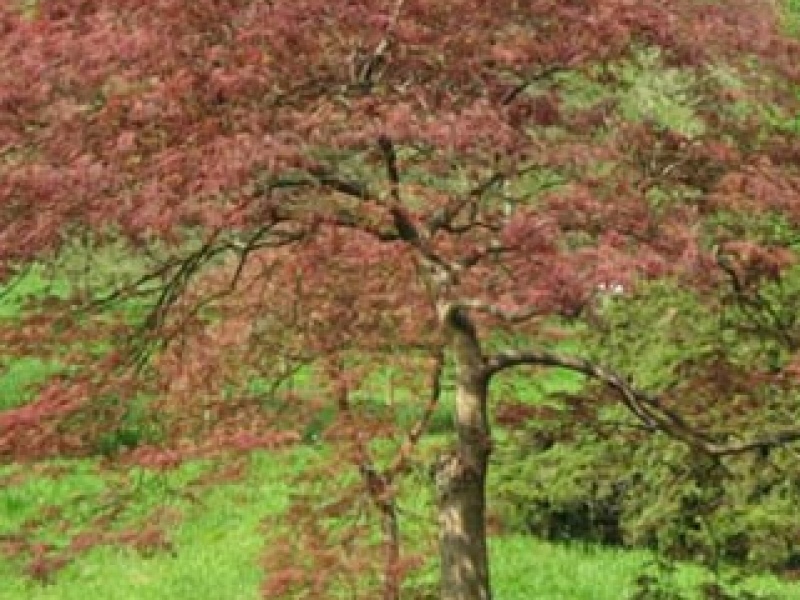 Dark red maple with dissected leaves