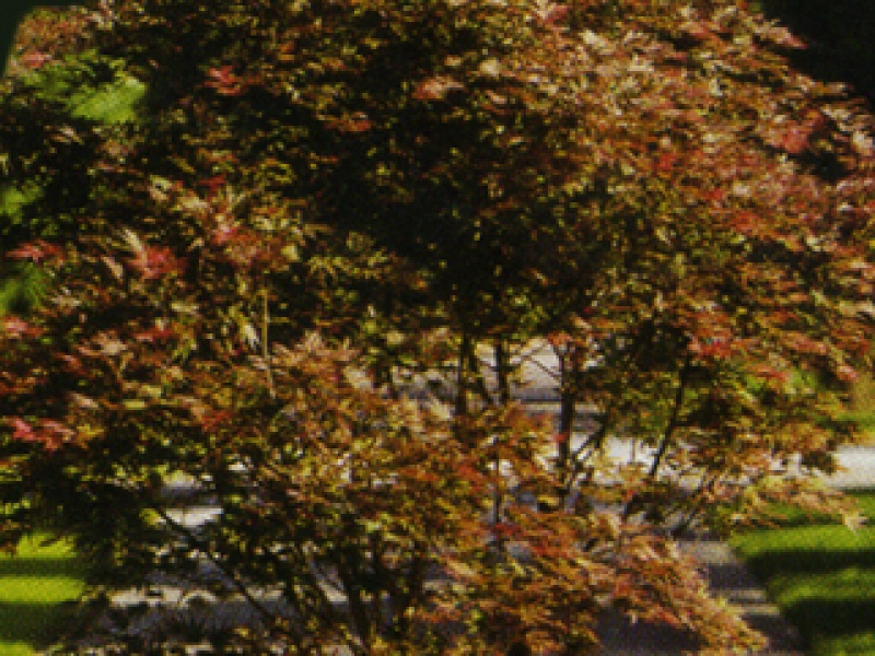 Red fan-shaped maple