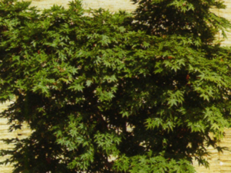 Red fan-shaped maple 'Osakazuki'