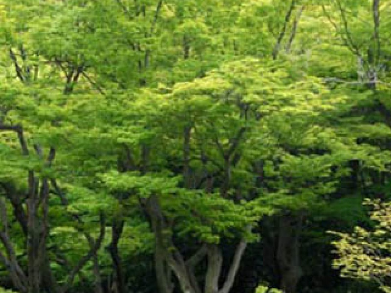 Dissected palmate maple