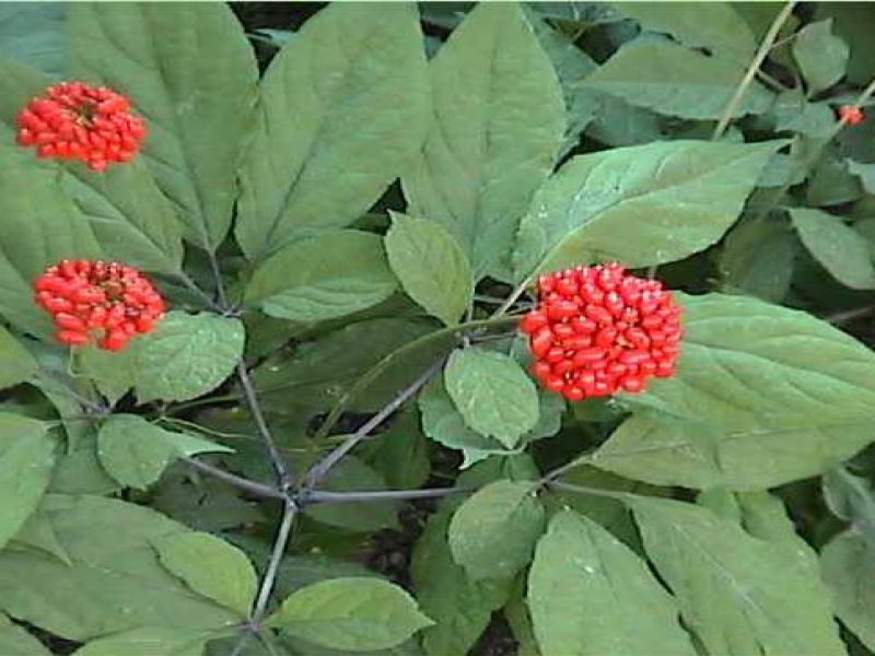 Женьшень настоящий