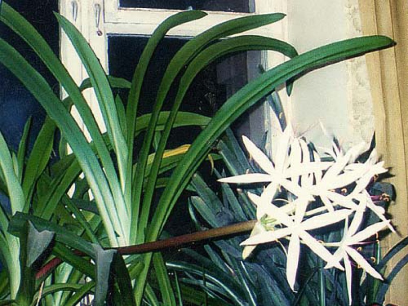 Панкрациум прекрасный