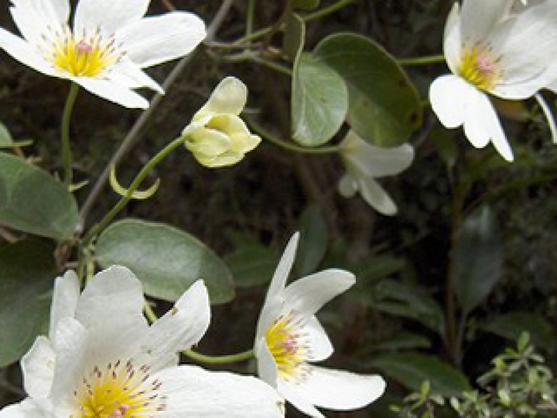 Ломонос октябрьский