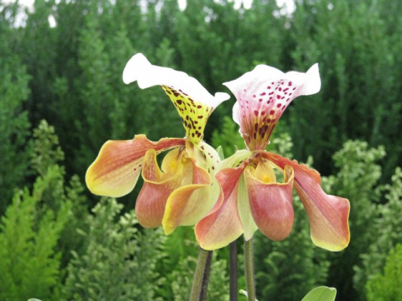 Пафиопедилюм или Венерин башмачок