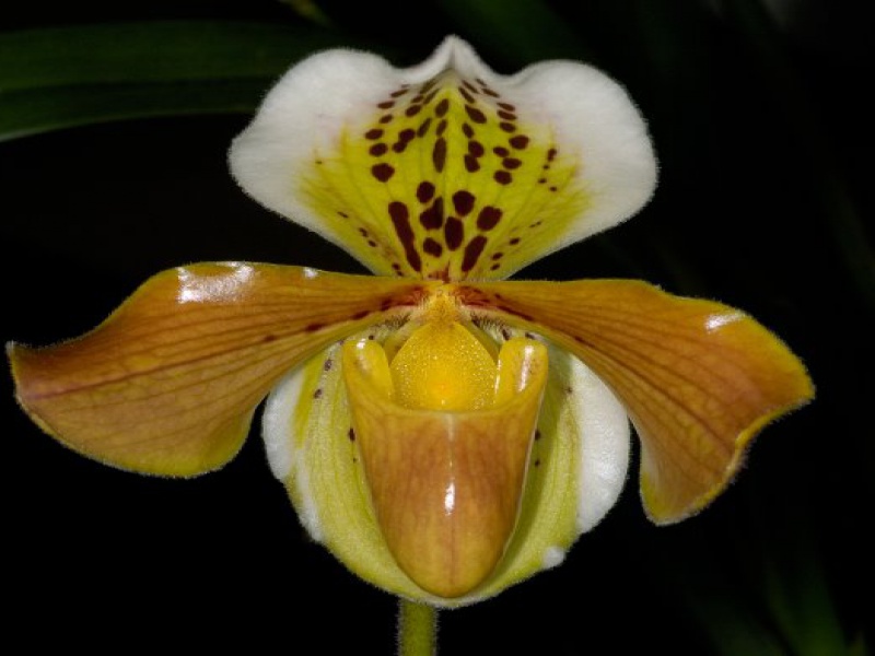 Пафиопедилюм замечательный