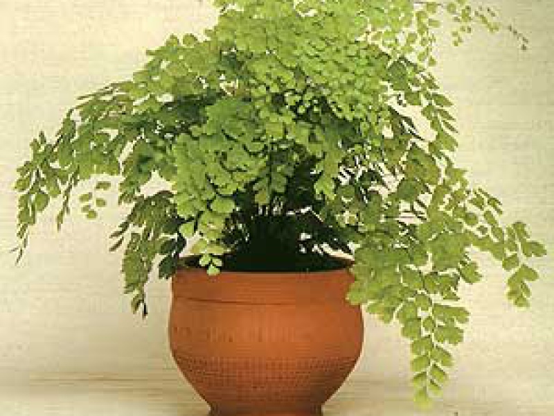 Папоротник