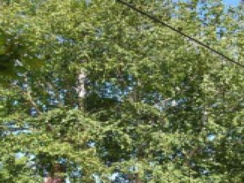 Береза бумажная