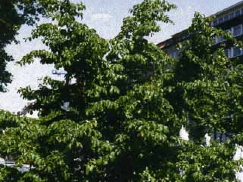 Bokkaut, ironwood, Parrotia