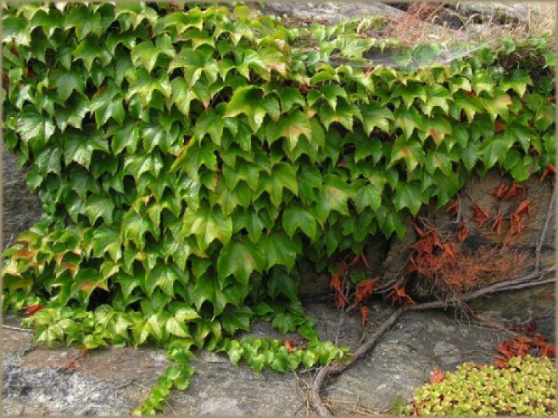 Виноград пятилисточковый «Вейчи»