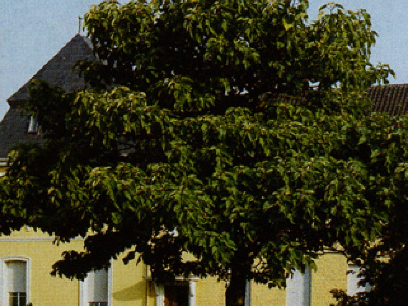 Paulownia, Adam's tree