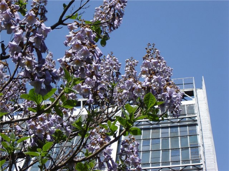 Павловния войлочная