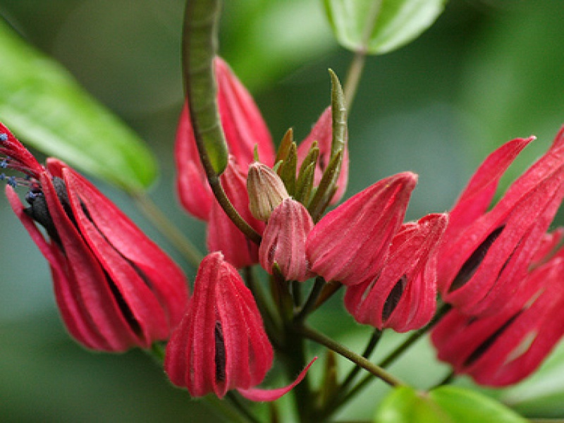 Павония или Триплохламис